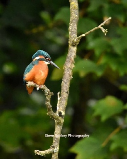 Kingfisher on the River Teme  